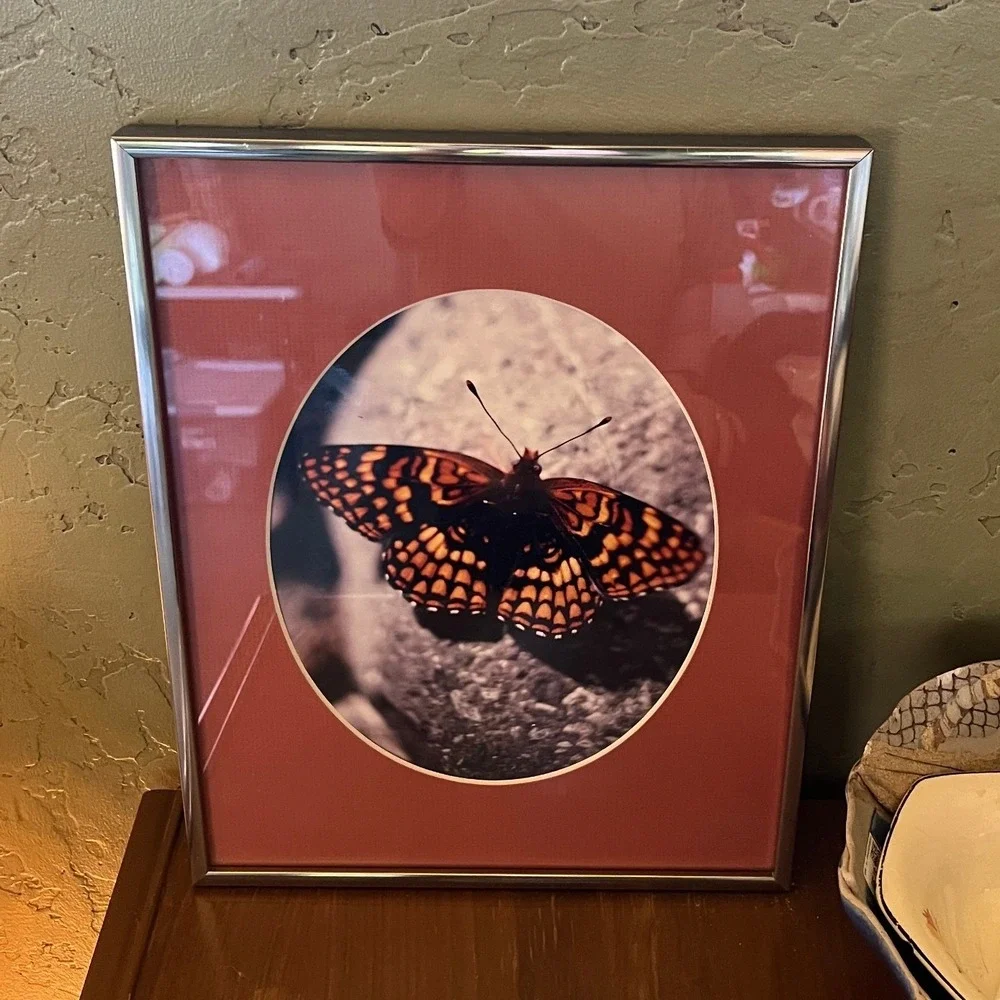 Vintage Butterfly Moth Forest Framed Art Nature Photography Silver Metal Frame